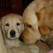 Happy Paws Puppy Rescue