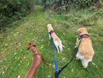 1 hour Dog walk - 3 dogs for £25 (was £30) with Your Pets Our Passion Dog Walking