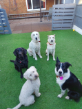 DOG HOME BOARDING FROM JUST £24 AT MAY'S DEN DOGGIES WALSALL
