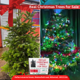 Real Christmas Trees at Reflex Industrial Estate Willenhall