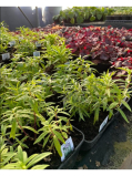 BARGAIN PLANTS AT £2 and £5