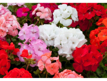 Our own-grown 6 packs of Geranium Horizon are £6 each or two for £10.