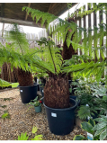 Richards Plants   🌿 Rainforest Vibes…