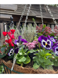 Autumn hanging baskets and planters made here on site - full of late colour - available from £9.99.