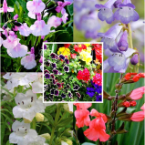 Richards Plants - Desborough  𝗦𝗮𝘃𝗲 𝟭𝟬% 𝗼𝗳𝗳 𝗦𝘂𝗺𝗺𝗲𝗿 𝗕𝗮𝘀𝗸𝗲𝘁, 𝗦𝗮𝗹𝘃𝗶𝗮𝘀 𝗮𝗻𝗱 𝗣𝗲𝗻𝘀𝘁𝗲𝗺𝗼𝗻𝘀 𝘄𝗶𝘁𝗵 𝗼𝘂𝗿 𝗘𝗮𝗿𝗹𝘆 𝗕𝗶𝗿𝗱 𝗢𝗳𝗳𝗲𝗿𝘀 🌿