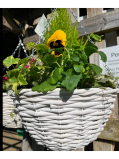 Autumn Hanging Baskets and More…
