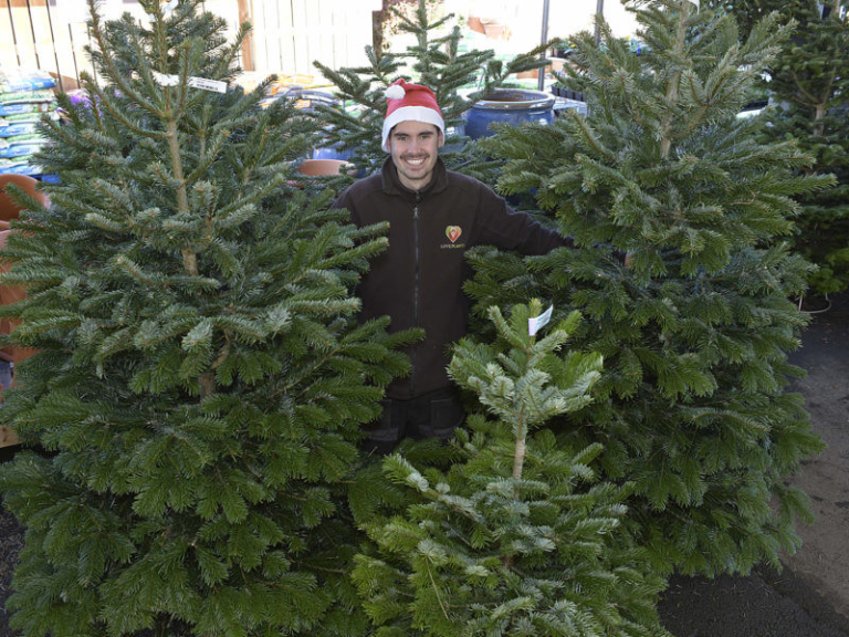 10% OFF CHRISTMAS TREES