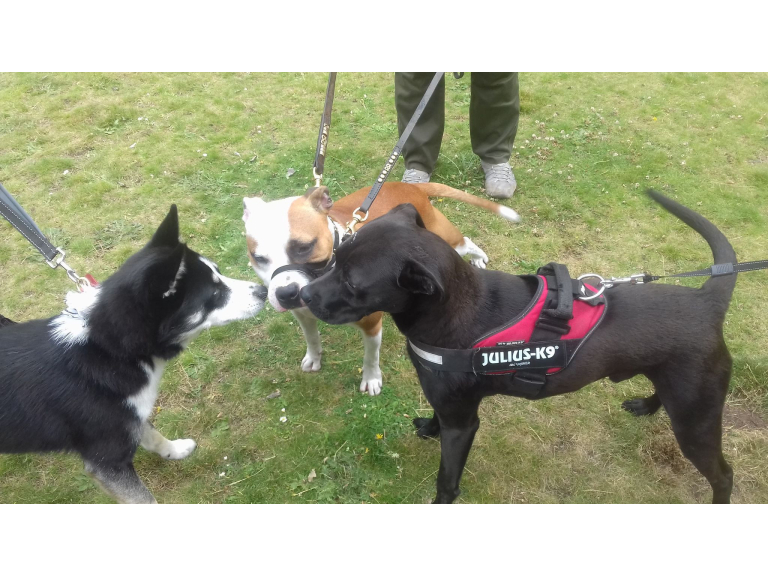 4Paws Academy Advanced Level Training Classes