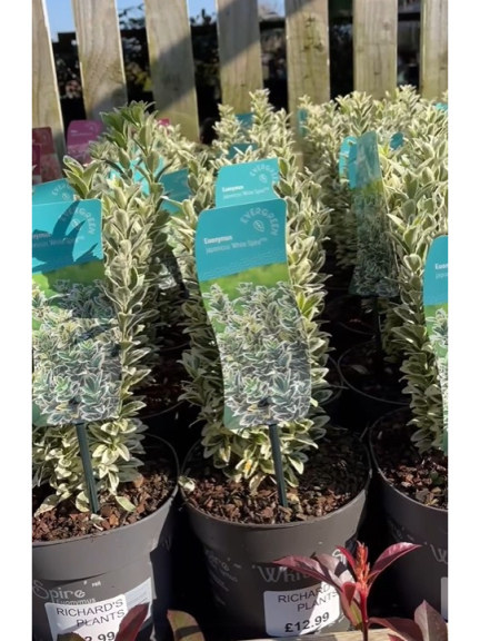 We have a couple of great deals on hardy shrubs at the moment