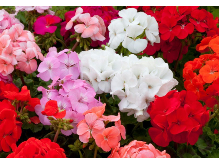 Our own-grown 6 packs of Geranium Horizon are £6 each or two for £10.