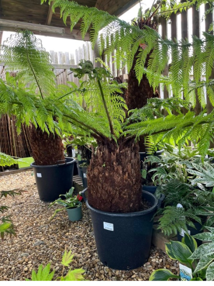 Richards Plants   🌿 Rainforest Vibes…