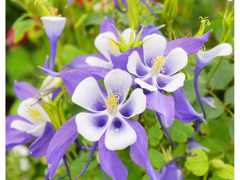 Richards Plants - Desborough  Own-Grown Bargains