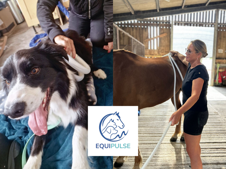 15% Off Your Pets First Treatment