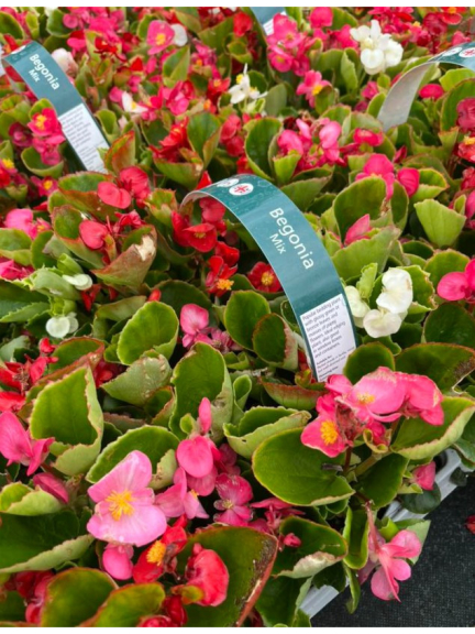 20 Packs of Summer Bedding 🌼