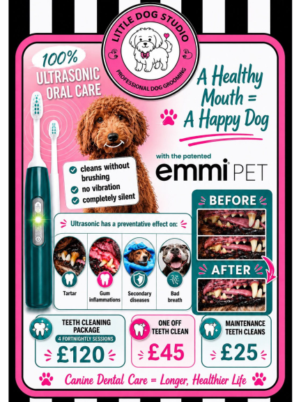 Dog Teeth Cleaning from £25 at Little Dog Studio, Cheslyn Hay