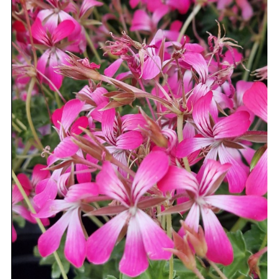 Begonias, Pelargoniums and Fuchsia now just 50p each