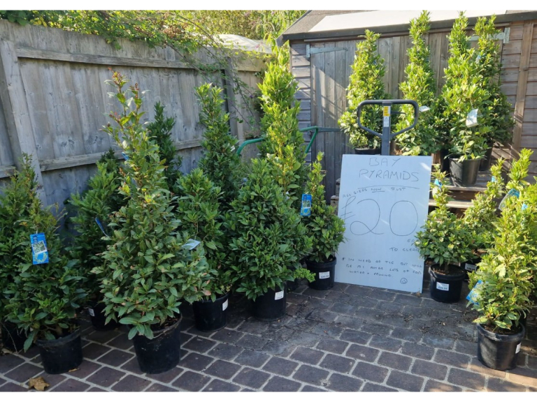 Richards Plants - Desborough  Bay Pyramids - £20