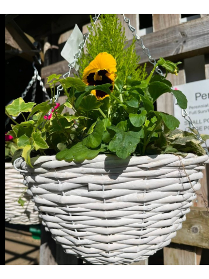 Autumn Hanging Baskets and More…