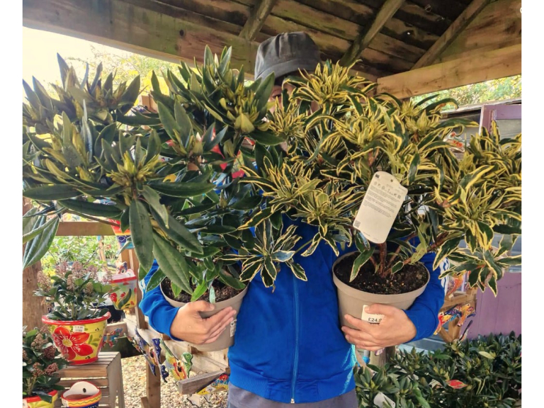 Chunky Rhododendron £24.99 Each 🌺