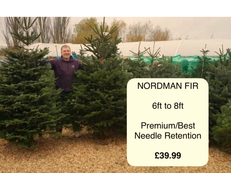 Pot-Grown Norway Spruces are in 🌲