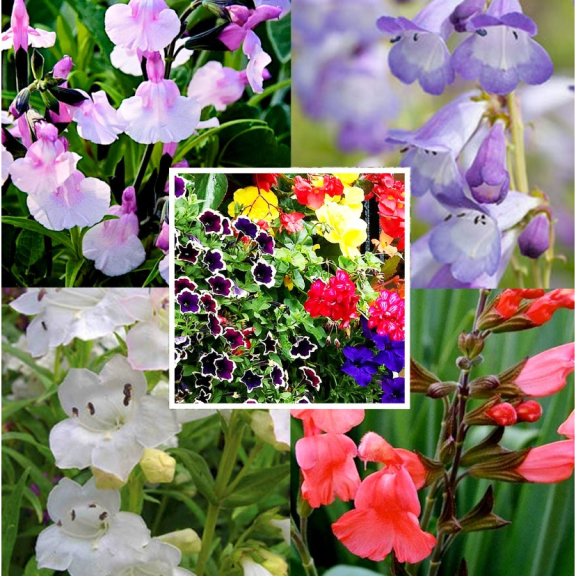 Richards Plants - Desborough  𝗦𝗮𝘃𝗲 𝟭𝟬% 𝗼𝗳𝗳 𝗦𝘂𝗺𝗺𝗲𝗿 𝗕𝗮𝘀𝗸𝗲𝘁, 𝗦𝗮𝗹𝘃𝗶𝗮𝘀 𝗮𝗻𝗱 𝗣𝗲𝗻𝘀𝘁𝗲𝗺𝗼𝗻𝘀 𝘄𝗶𝘁𝗵 𝗼𝘂𝗿 𝗘𝗮𝗿𝗹𝘆 𝗕𝗶𝗿𝗱 𝗢𝗳𝗳𝗲𝗿𝘀 🌿