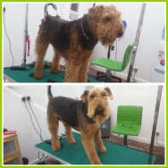 Learn to do your own pooches basic groom at Grrs Great Grooming, Desborough
