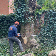 Free Quotations from Calder Tree Services in Lichfield 