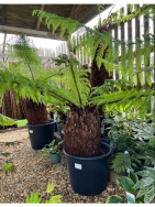 Richards Plants   🌿 Rainforest Vibes…