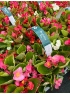 20 Packs of Summer Bedding 🌼