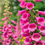 Fantastic Foxgloves