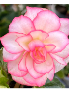 Begonia Bonanza 🤩 