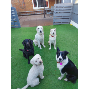 DOG HOME BOARDING FROM JUST £24 AT MAY'S DEN DOGGIES WALSALL