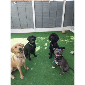 30% off when you board your furry friends from the same household together at May's Den Doggies