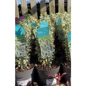 We have a couple of great deals on hardy shrubs at the moment