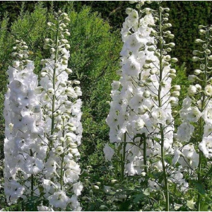 More Home-Grown Herbaceous Perennials