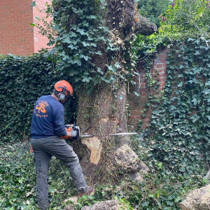 Free Quotations from Calder Tree Services in Lichfield 