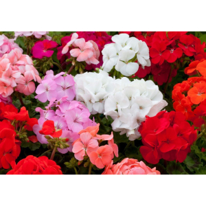 Our own-grown 6 packs of Geranium Horizon are £6 each or two for £10.
