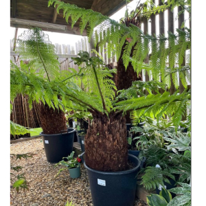 Richards Plants   🌿 Rainforest Vibes…