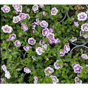 Richards Plants - Desborough  🌺 Summer Plant Offer 🌺