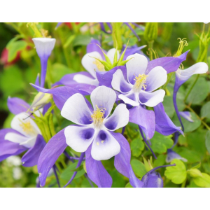 Richards Plants - Desborough  Own-Grown Bargains