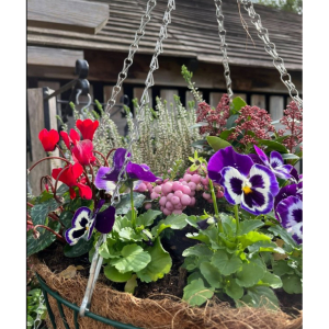Autumn hanging baskets and planters made here on site - full of late colour - available from £9.99.