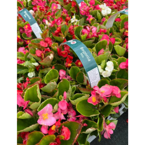 20 Packs of Summer Bedding 🌼