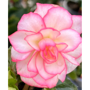 Begonia Bonanza 🤩 