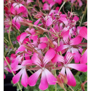 Begonias, Pelargoniums and Fuchsia now just 50p each