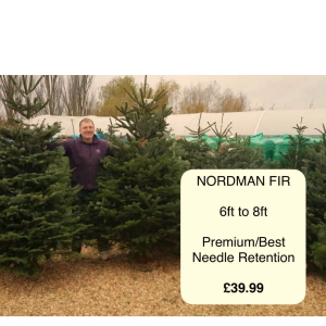 Pot-Grown Norway Spruces are in 🌲