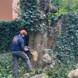Free Quotations from Calder Tree Services in Lichfield 