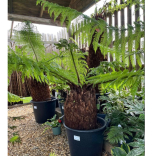 Richards Plants   🌿 Rainforest Vibes…