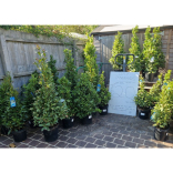 Richards Plants - Desborough  Bay Pyramids - £20