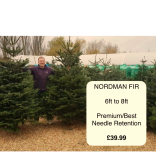 Pot-Grown Norway Spruces are in 🌲