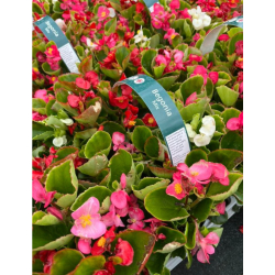 20 Packs of Summer Bedding 🌼